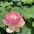 ハスの花